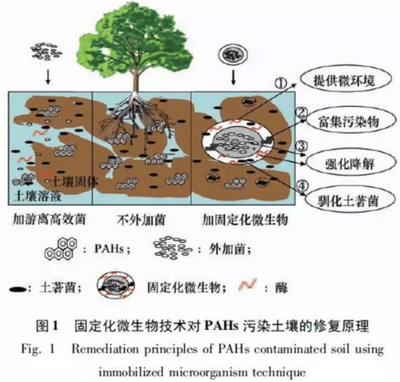 固定化微生物技术修复PAHs污染土壤的研究进展