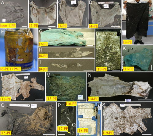 深海发现全新 鲸落 ,具有生物多样性的塑料绿洲,是好还是坏
