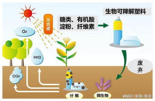 生物稳定性考察 锯末 小麦和小米壳制无粘合剂塑料的可行性