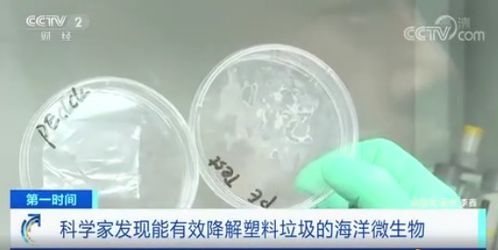 我国科学家发现能降解塑料菌群 把塑料吃成 碎片